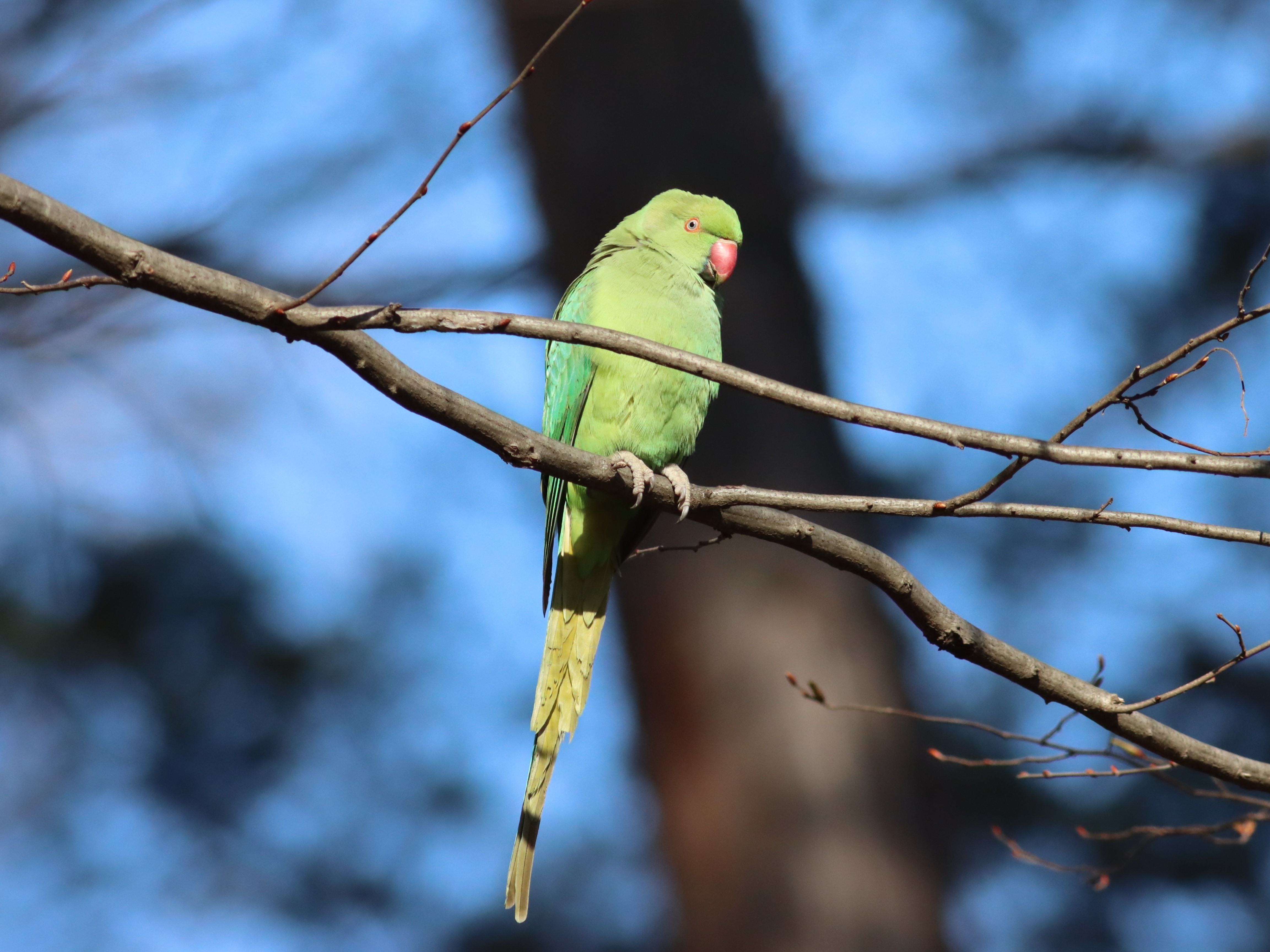 ホンセイインコ